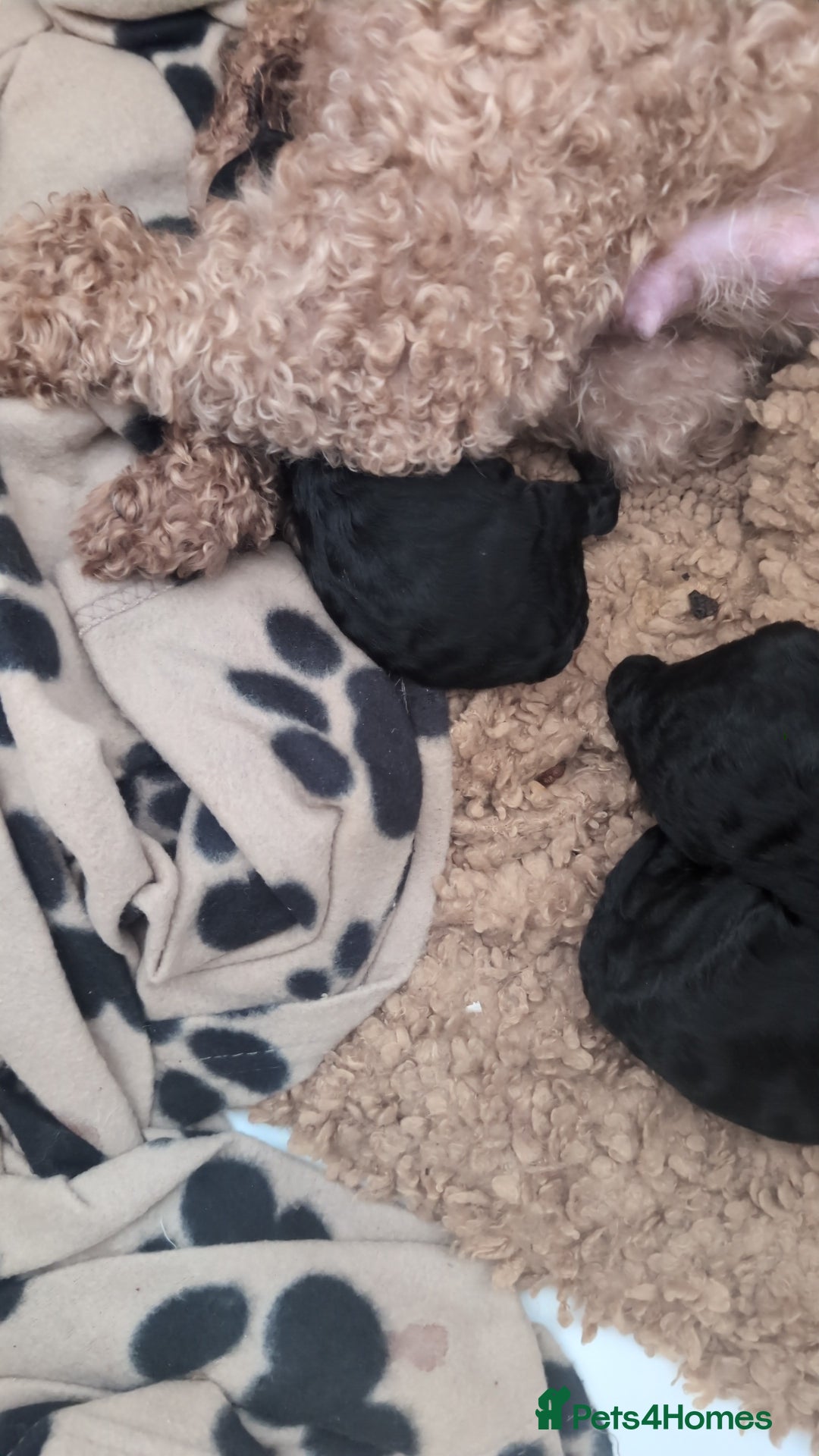 Maltipoo dogs for sale: 5 puppies  - Image 8