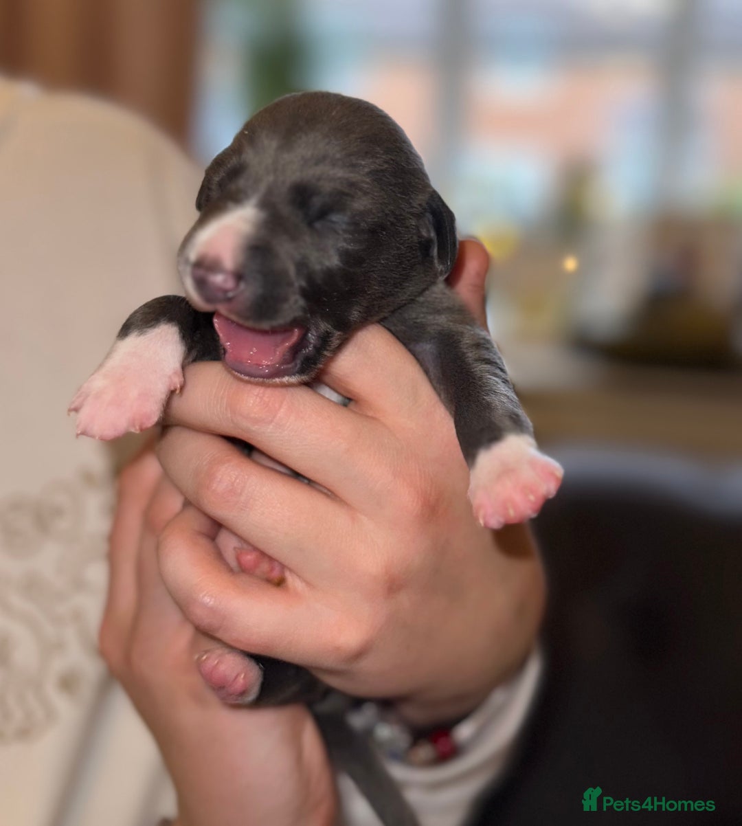 Whippet dogs for sale: KC Registered Whippet Puppies - Advert 13