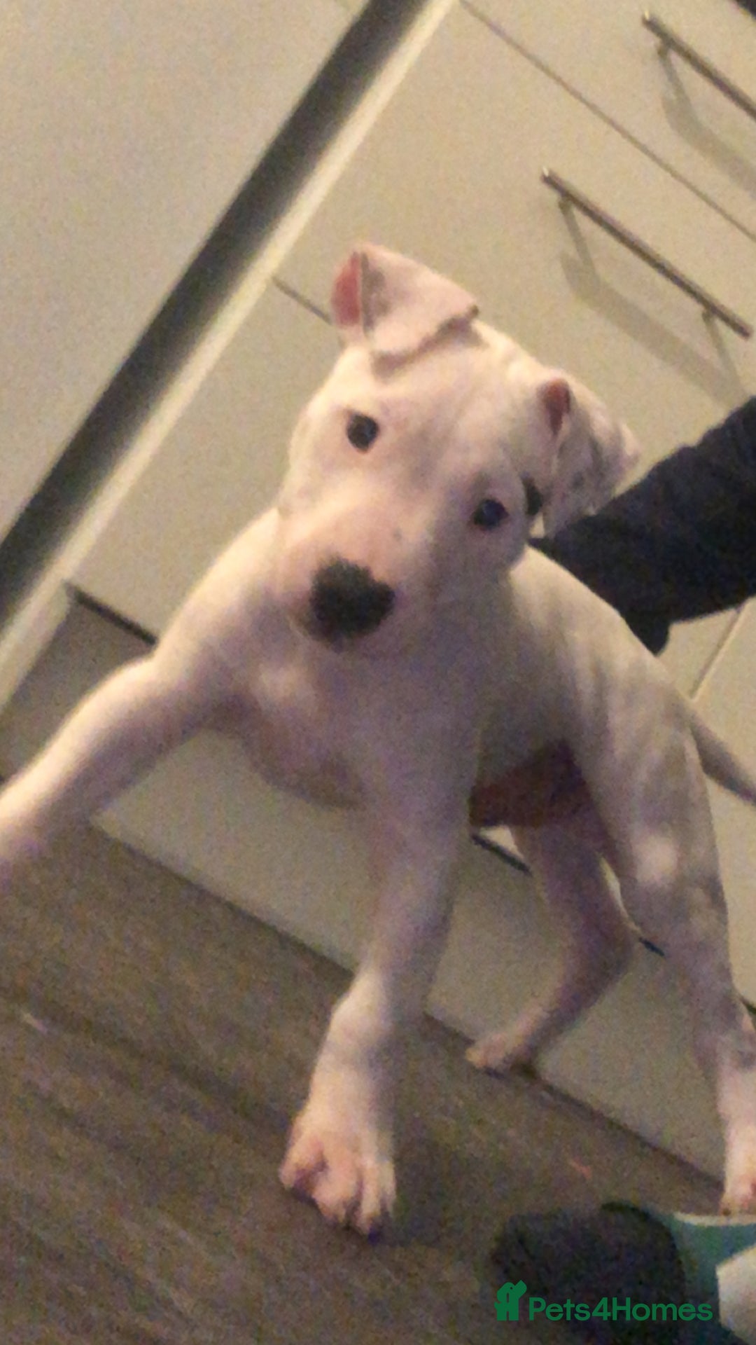 Mixed Breed dogs for sale: English bullterrier cross - Advert 2