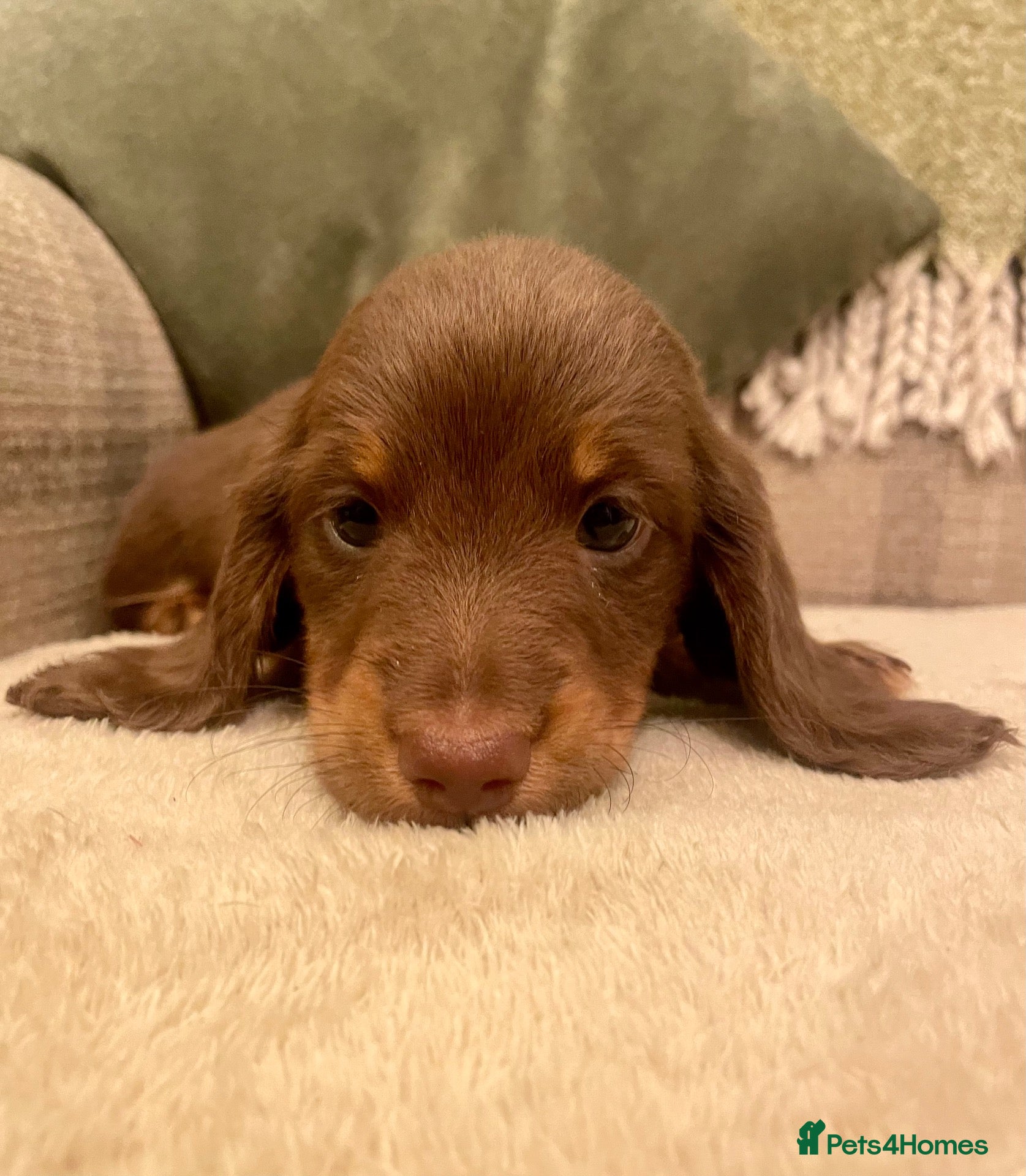 Miniature Dachshund dogs KC reg small Mini Dachshund puppies - Advert 1