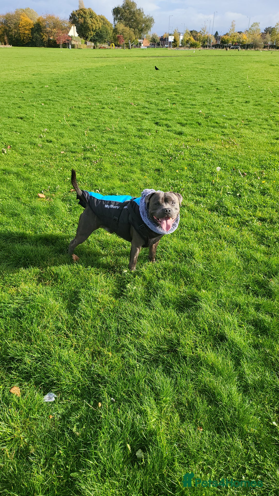 Staffordshire Bull Terrier dogs for stud: Maximus Prime ready for Stud in Birmingham - Advert 10