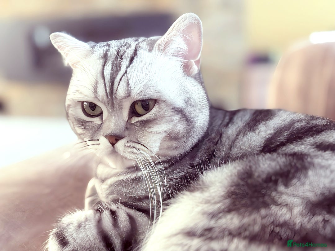 British Shorthair cats for sale: GSSF active BSH silver tabby Stud - Advert 1