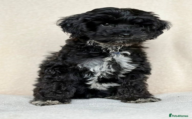 Cockapoo dogs Beautiful girl pup - Advert 1