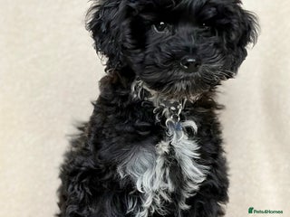 Cockapoo dogs Beautiful girl pup - Advert 2