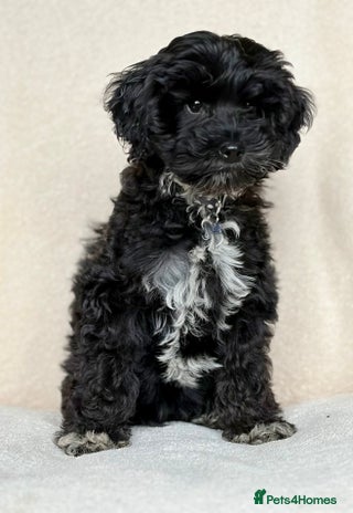 Cockapoo dogs Beautiful girl pup - Advert 1