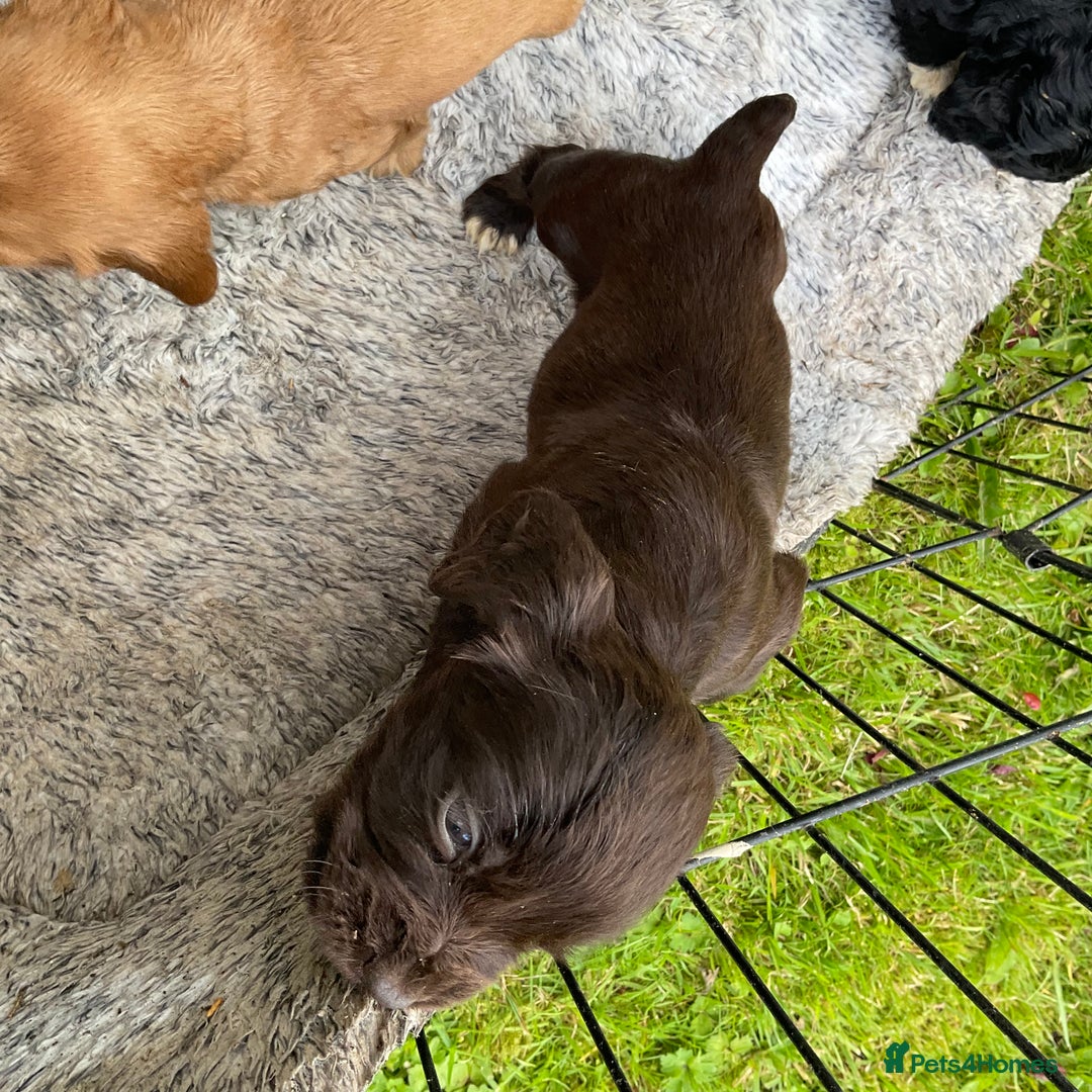 Cocker Spaniel dogs for sale: Working cocker spaniels - Image 1