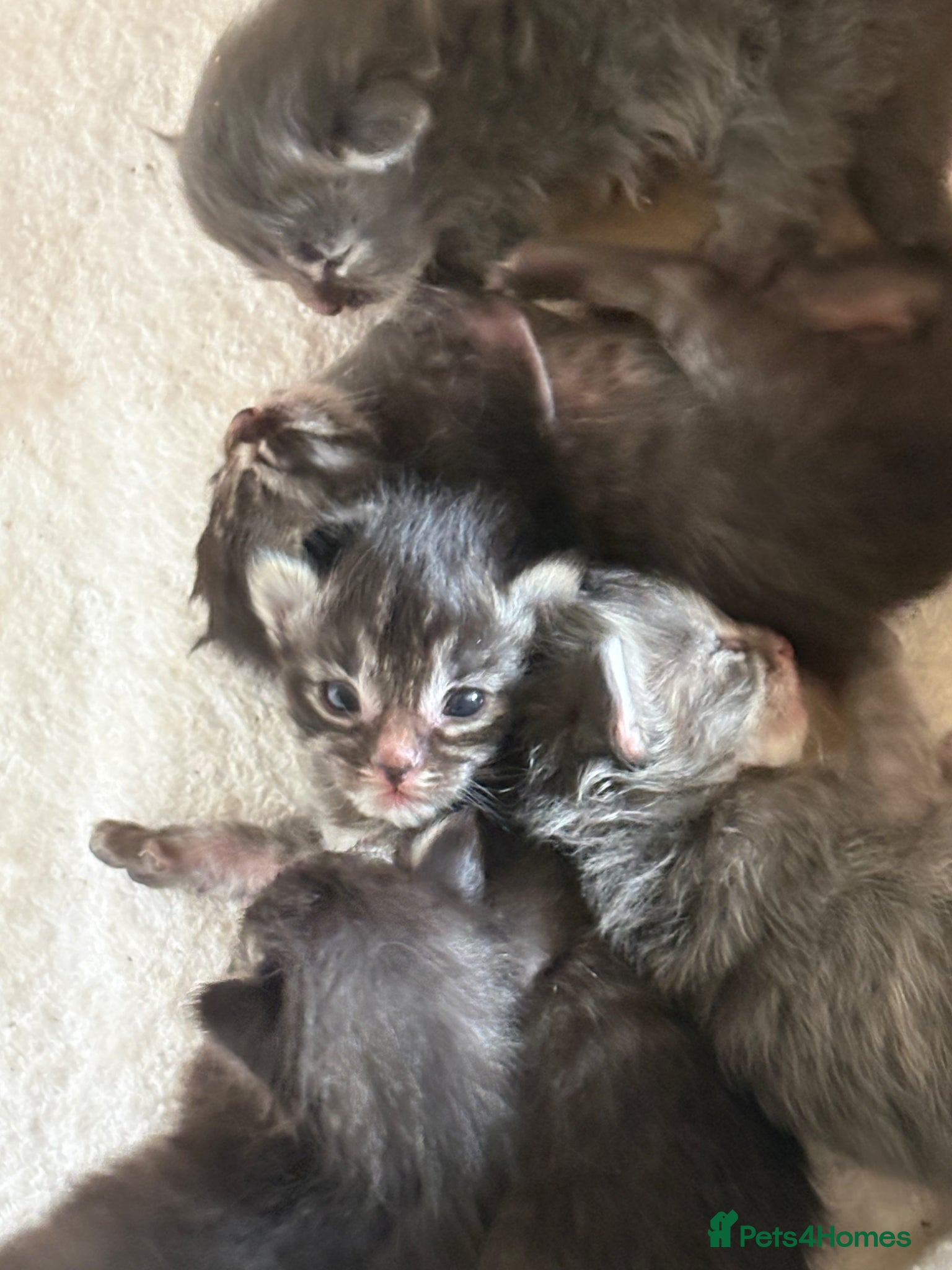 Ragcoon cats for sale: Ragcoon Kittens for sale - Advert 10