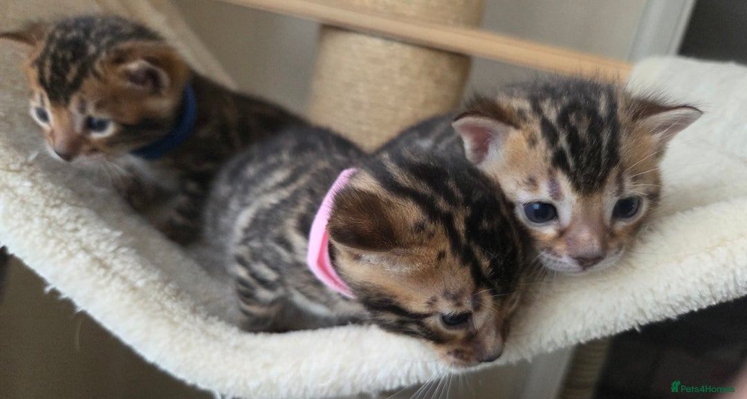 Bengal cats for sale: Georges Tica registered Bengal kittens  - Advert 11