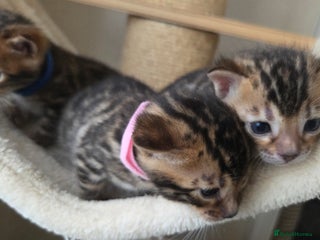 Bengal cats Georges Tica registered Bengal kittens - Advert 1