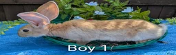 Continental Giant rabbits for sale: Continental Giant babies - Advert 4