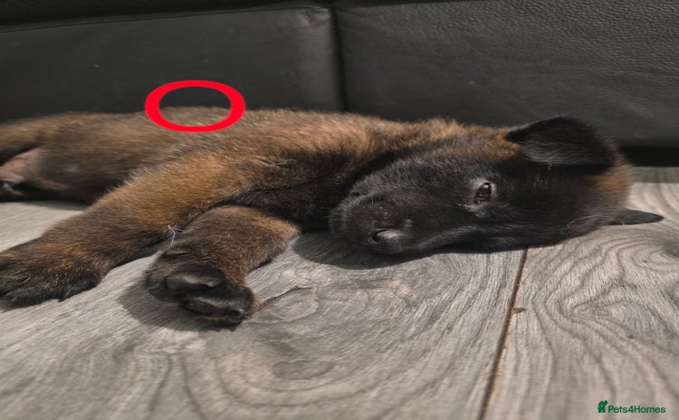 Belgian Shepherd Dog dogs - Advert 1