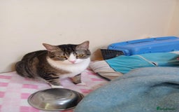 Mixed Breed cats for adoption: Perfect cuddly Patchi! - Image 4