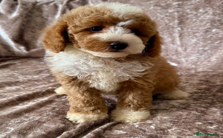 Maltipoo dogs - Advert 3