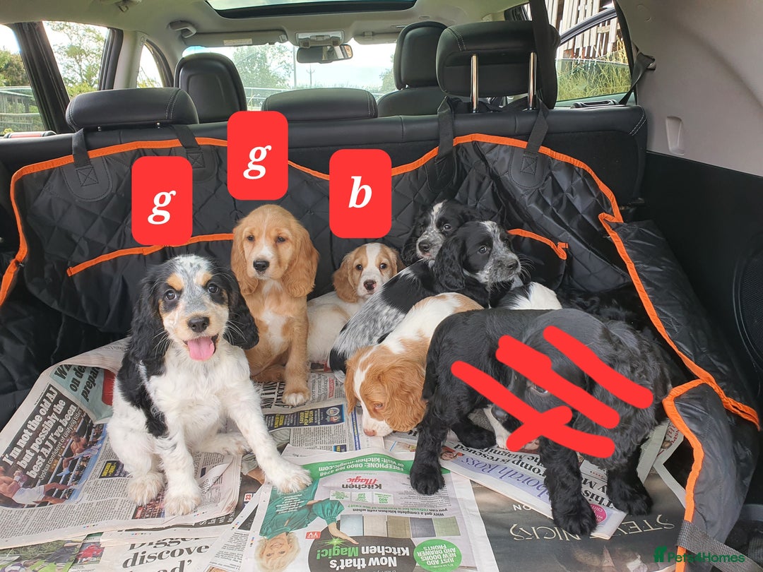 Cocker Spaniel dogs for sale: Cocker Spaniel puppies - Image 9