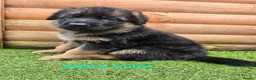German Shepherd dogs for sale: KC Reg GSD – Top Health Tested Parents - Advert 11