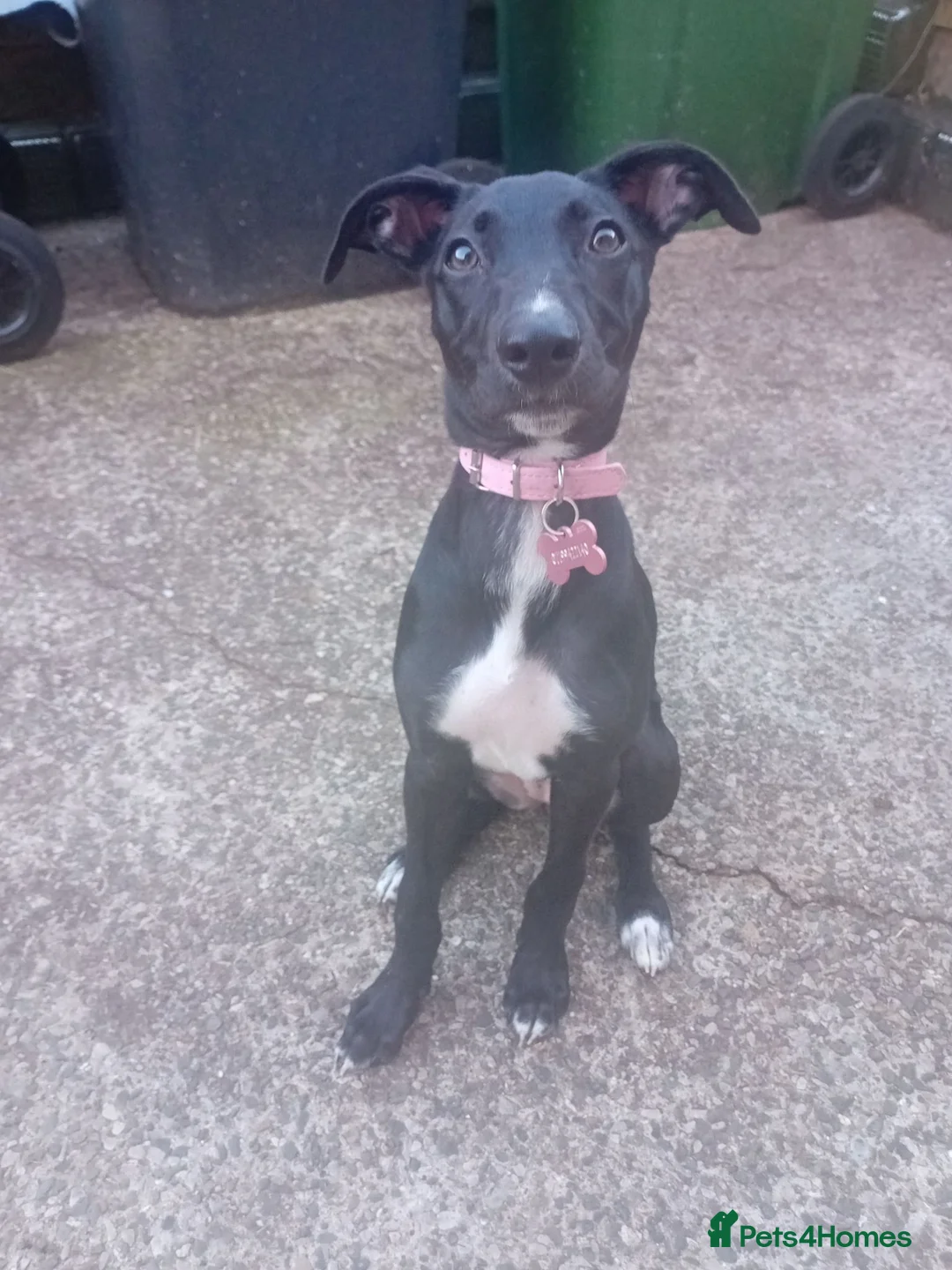 Lurcher dogs for sale: 6 month old bull lurcher female - Advert 1