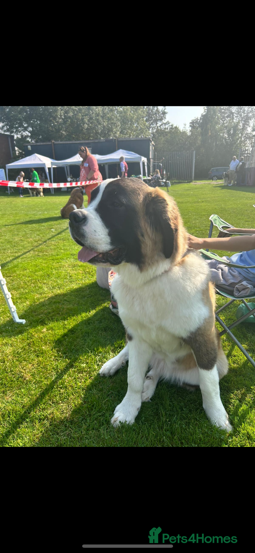Saint Bernard dogs for sale: Outstanding KC Saint Bernard Puppies - Advert 12