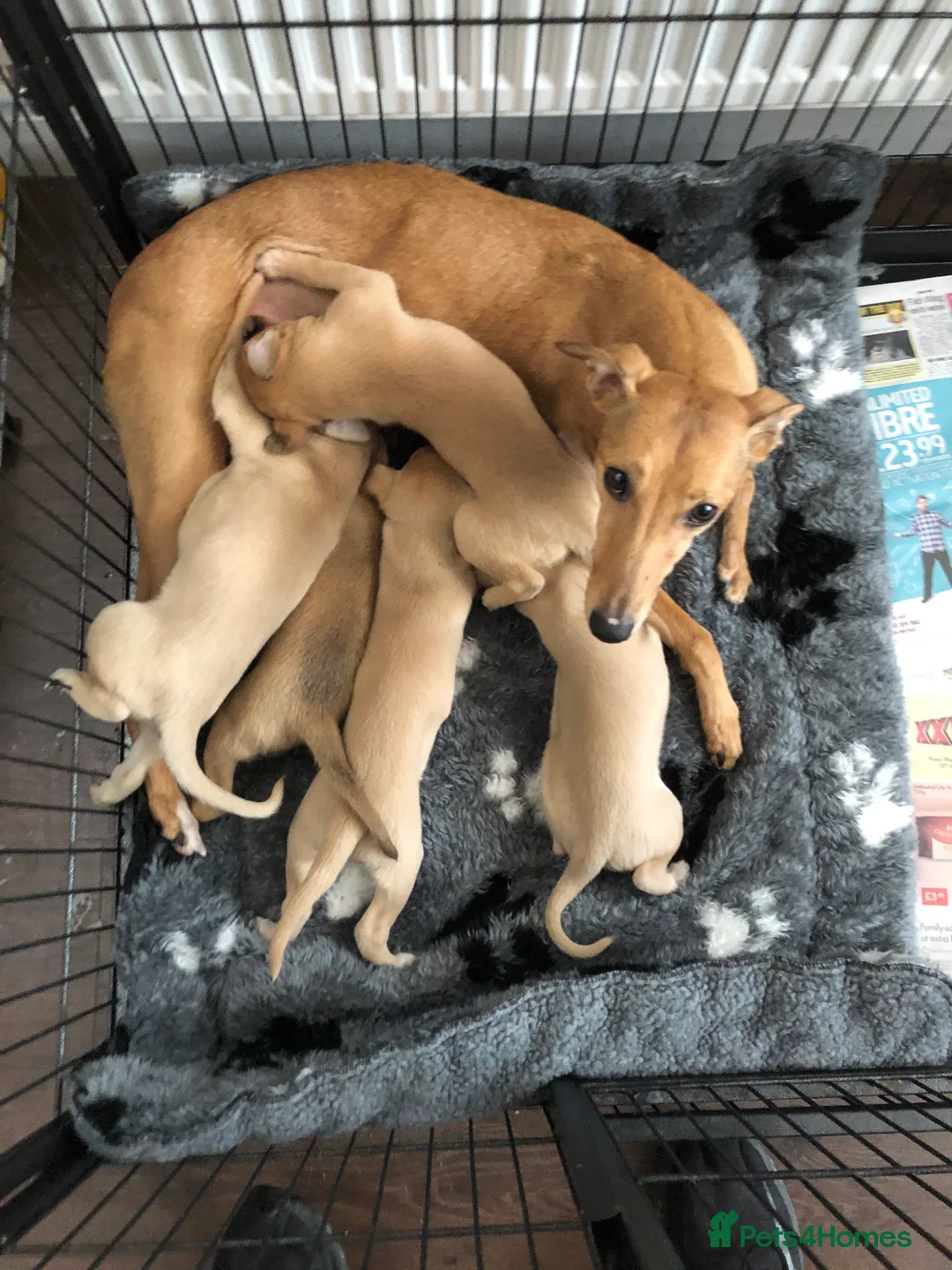 Gallery Image {{count}}