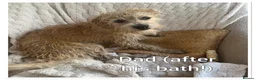 Mixed Breed dogs for sale: Beautiful pups for sale  - Advert 16