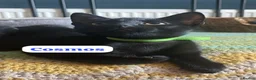 Domestic Shorthair cats for adoption: Cosmos and Lupin, 4 month old brothers  in Reading - Advert 3