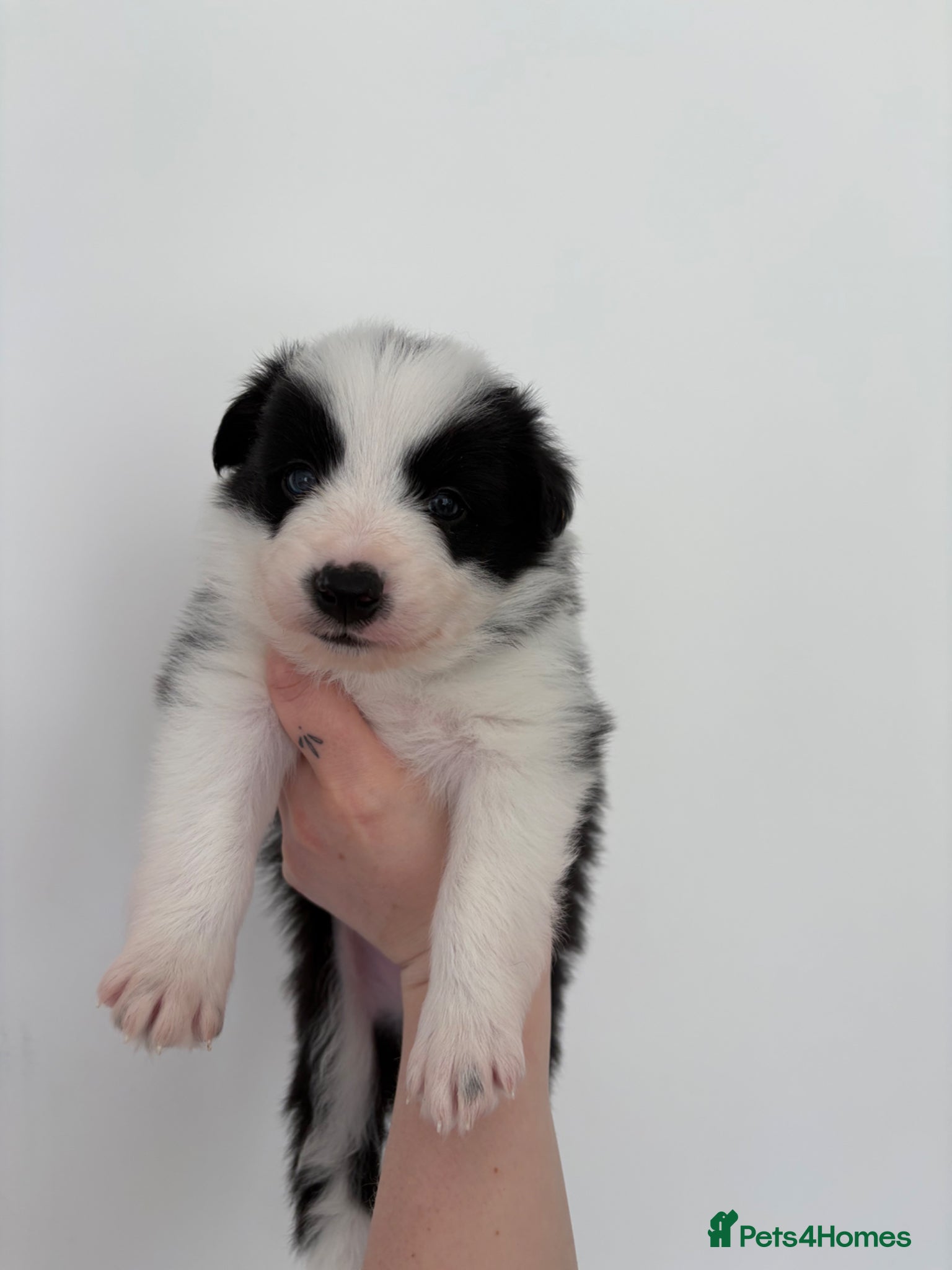 Border Collie dogs ✨Mimi Lolita’s litter has arrived✨ - Advert 1