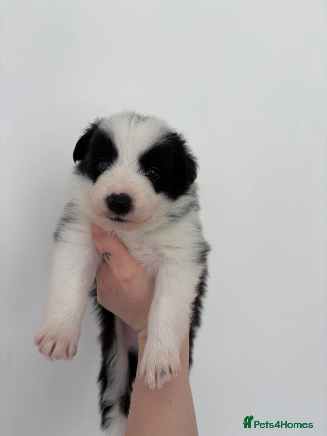 Border Collie dogs for sale: ✨Mimi Lolita’s litter has arrived✨ in Market Rasen - Advert 1