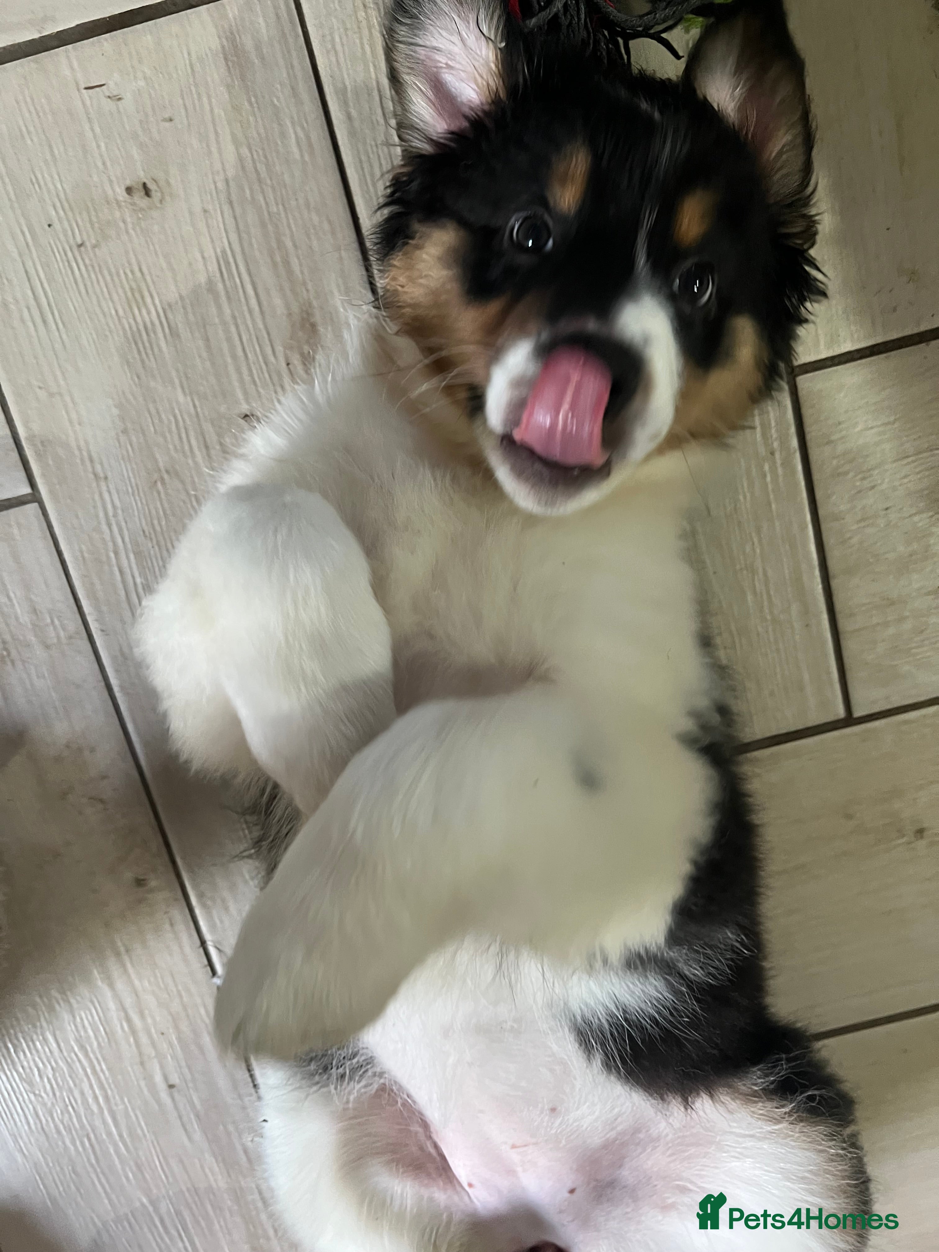 Australian Shepherd dogs for sale: Australian shepherd puppies - Advert 12