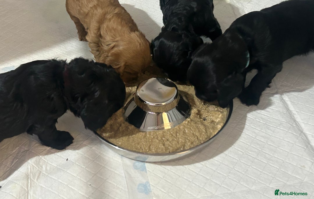 Cockapoo dogs for sale: Beautiful f2 cockapoo pups - Advert 3