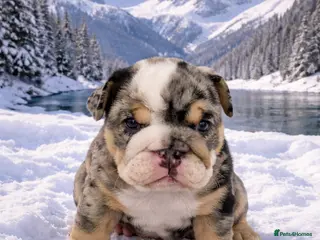 English Bulldog dogs Stunning Black Merle English Bulldog – KC Lines 🐶 - Advert 1