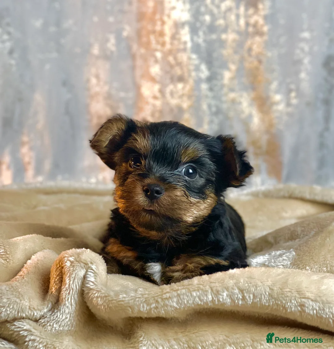 Yorkshire Terrier dogs for sale: Purebred miniature Yorkshire Terrier in St Albans - Advert 1