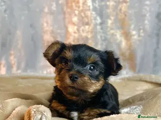 Yorkshire Terrier dogs Purebred miniature Yorkshire Terrier in St Albans - Advert 1