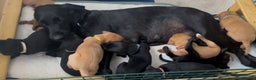 Labrador Retriever dogs for sale: Fully Health Tested Outstanding KC Reg Puppies - Advert 23
