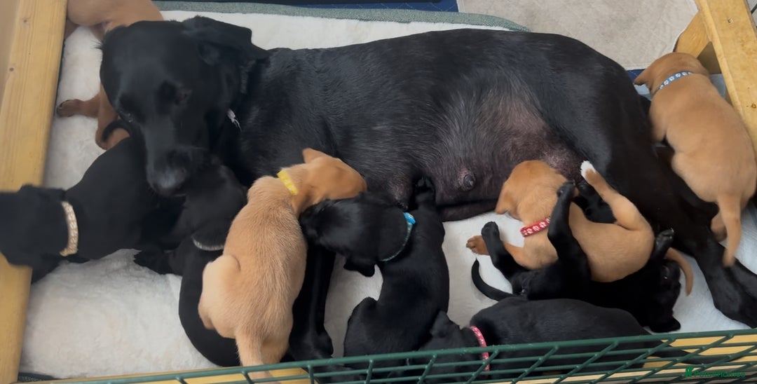 Labrador Retriever dogs for sale: Fully Health Tested Outstanding KC Reg Puppies - Advert 23