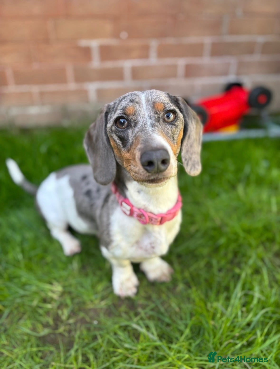 Miniature Dachshund dogs Pied dapple Miniature dachshund  - Advert 8