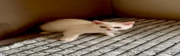 British Shorthair cats for sale: 🐾 TICA Reg BLH / BSH Kittens  🐾 - Advert 9