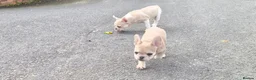 French Bulldog dogs for sale: French Bulldog KC Puppies - Advert 6