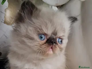 Persian cats Persian kittens - Advert 5