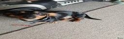 Dachshund dogs for sale: Dachshund - Advert 4