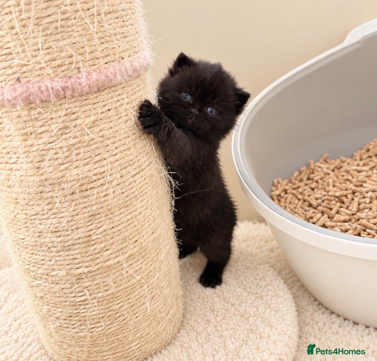 British Shorthair cats Champion GCCF british shorthair kittens  - Advert 1