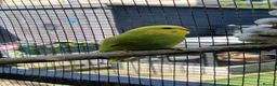 Budgerigars birds for sale: 3x 9 week old budgies ready now - Advert 17