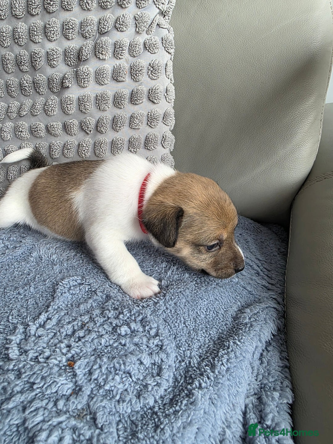 Jack Russell dogs for sale: Jack russell puppies - Image 4