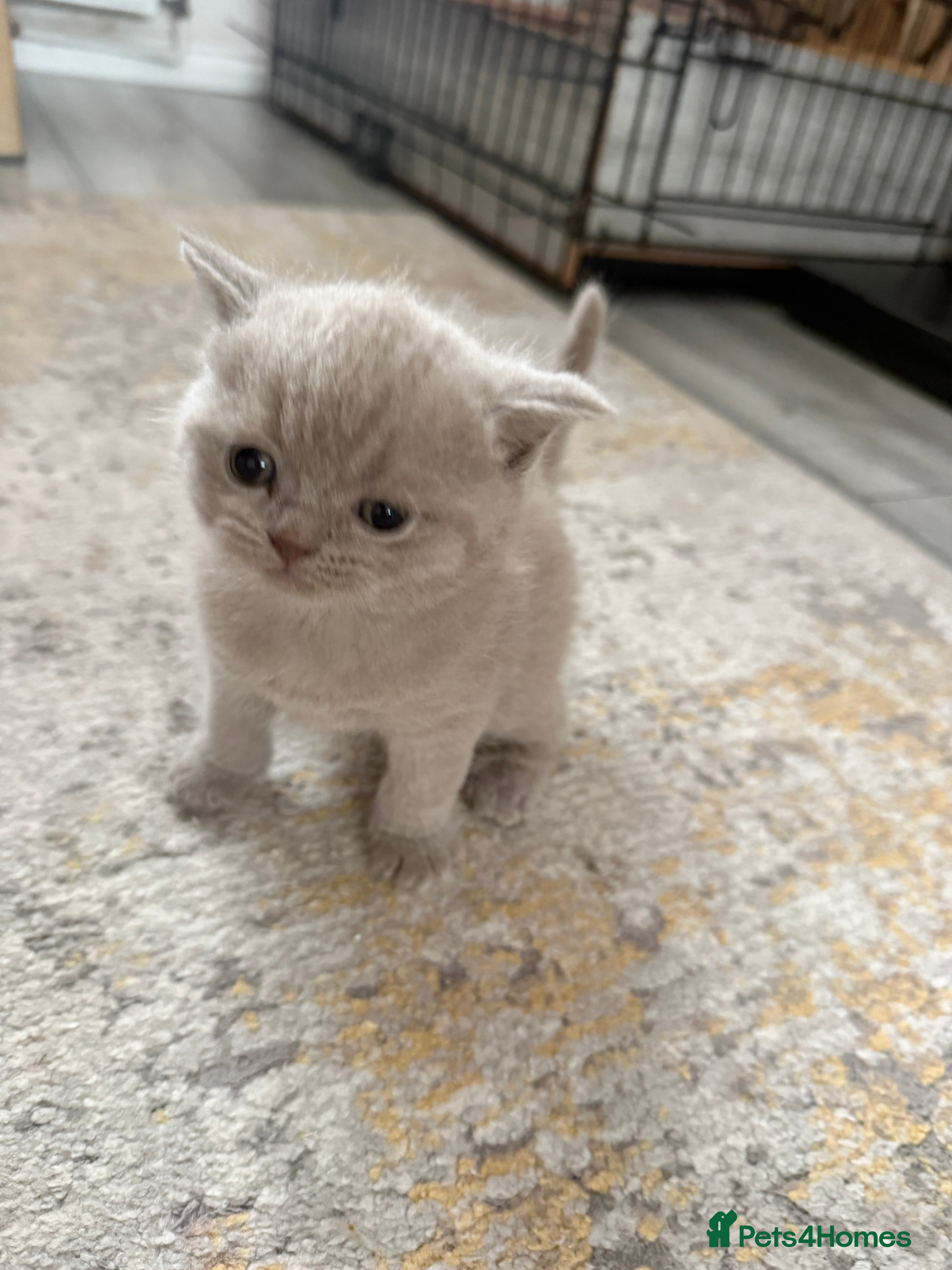 British Shorthair cats Lilac British shorthair GCCF registered - Advert 2