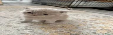 British Shorthair Kitten 1