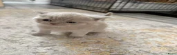 British Shorthair cats for sale: Lilac British shorthair GCCF registered - Advert 9