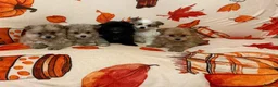 Pomeranian dogs for sale: Pomeranian puppies  in Glasgow - Advert 10