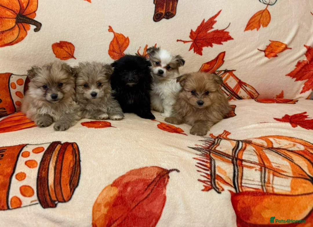 Pomeranian dogs for sale: Pomeranian puppies  in Glasgow - Advert 10