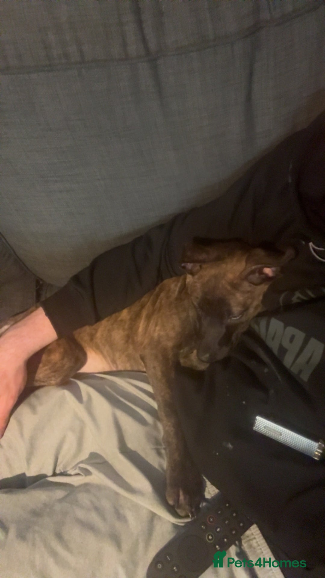 Mixed Breed dogs for sale: Dog for sale - Advert 6