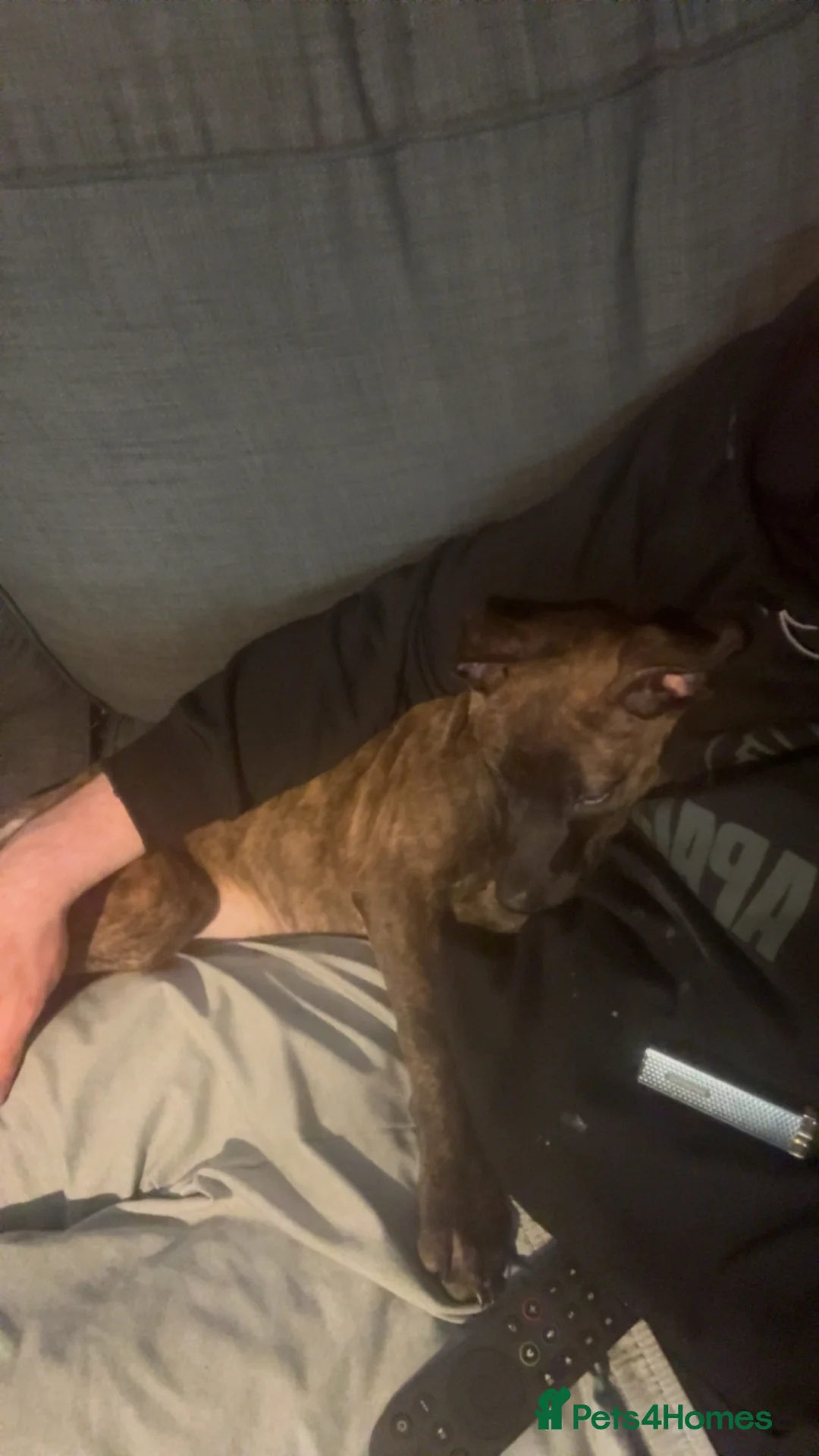 Mixed Breed dogs for sale: Dog for sale - Advert 6