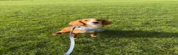 Cocker Spaniel dogs for sale: Lucky 8 month old cocker spaniel  in Wallasey - Advert 8