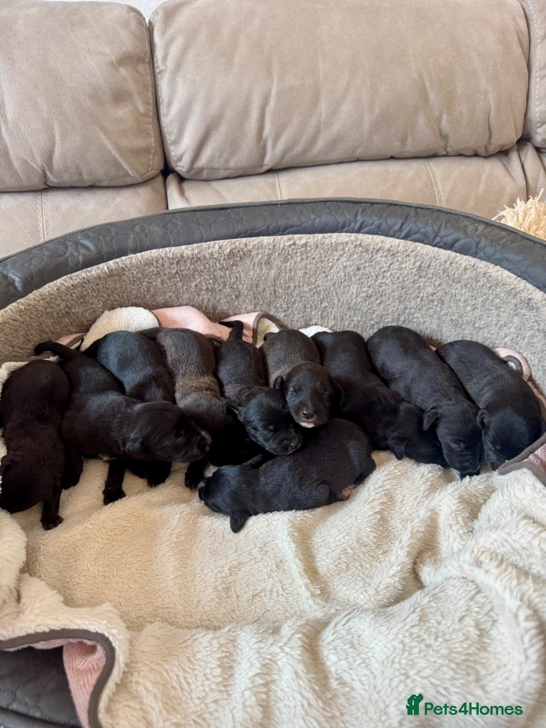 Mixed Breed dogs for sale: Beautiful bedlington x whippet puppies  - Advert 1